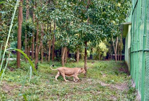 Asiatic Lions Adopted by NTPC Patratu