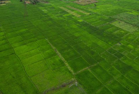 ⁠Green Fields near NTPC Project