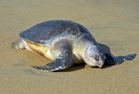 Olive Ridley Turtle Conservation at NTPC Simhadri